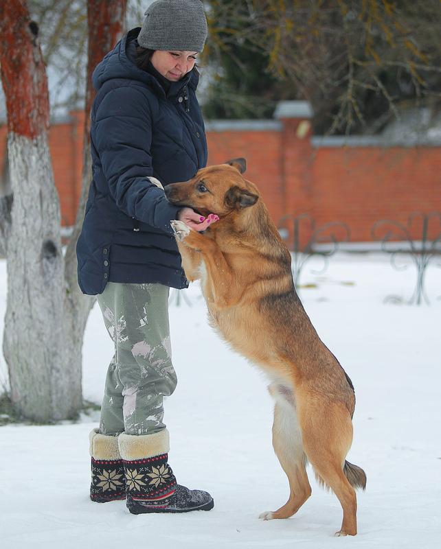 Молодой слепой пёсик Гомер — в приюте ему не жизнь купить на Зозу.ру - фотография № 4