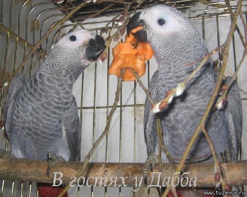 Жако и амазоны птенцы говорящие от заводчика купить на Зозу.ру - фотография № 2