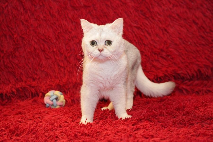 Британский кот Маффин ищет дом! купить на Зозу.ру - фотография № 1