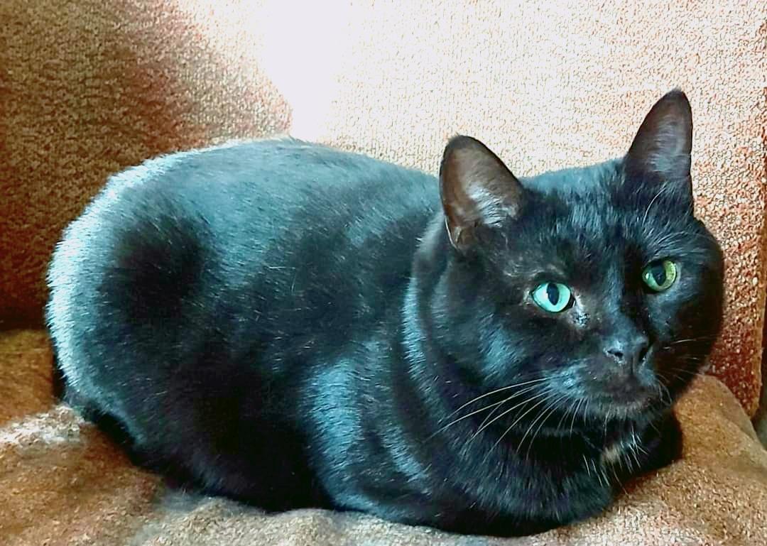 Британский крупный черный красавец-кот Дуглас в добрые руки купить на Зозу.ру - фотография № 2