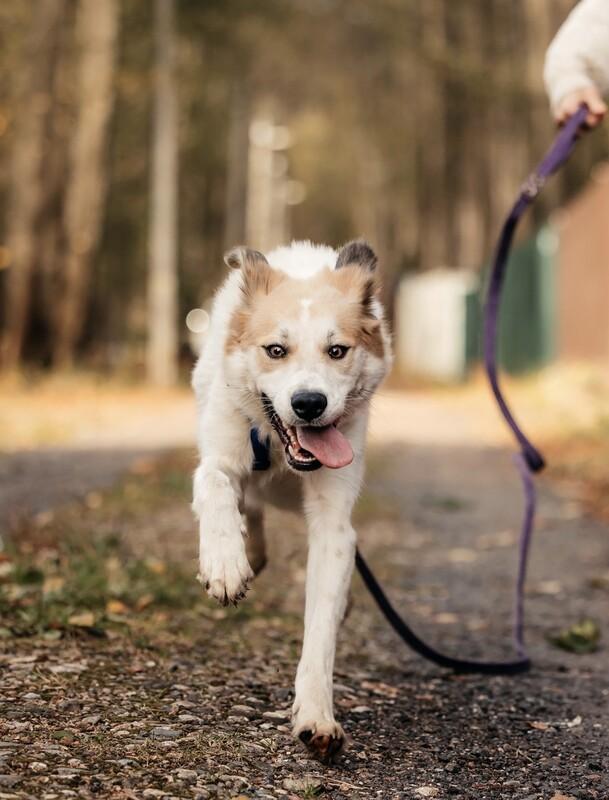 Пушистый белый красавец пёс Альф в дар купить на Зозу.ру - фотография № 8