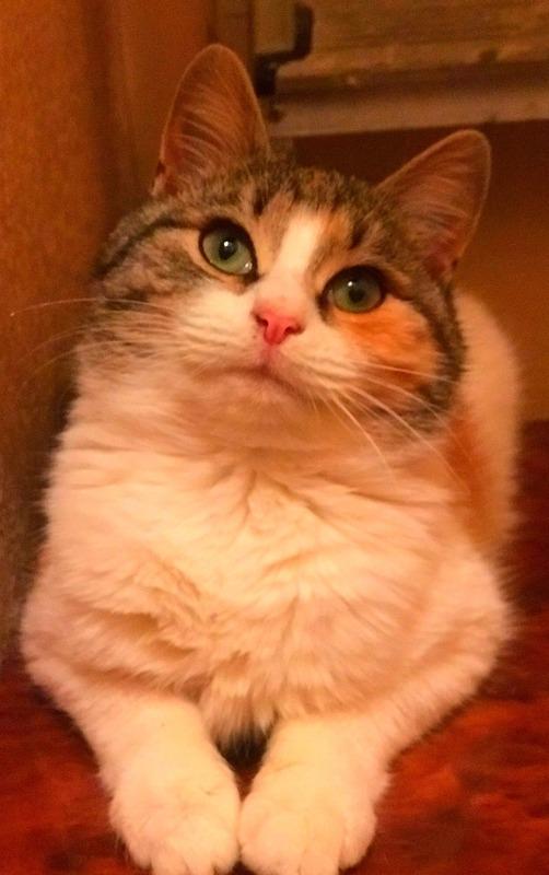 Очаровательный трехцветный котенок Василиса в дар купить на Зозу.ру - фотография № 3