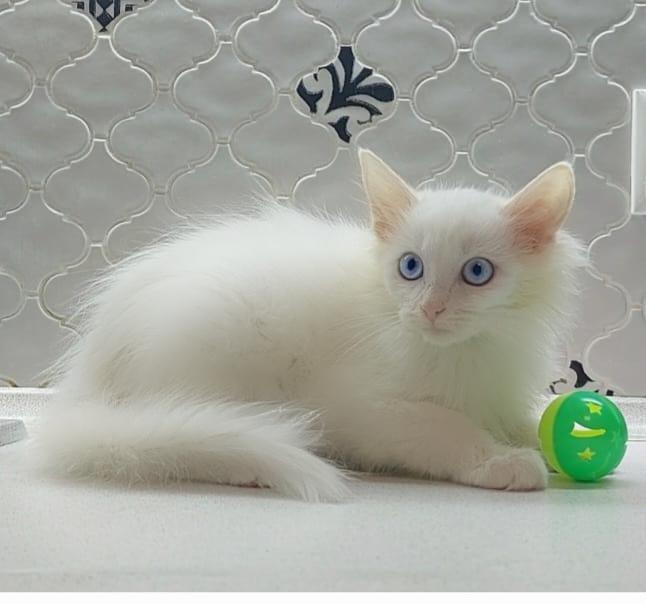 Белый синеглазый пушистый котенок Сапфира в добрые руки купить на Зозу.ру - фотография № 2