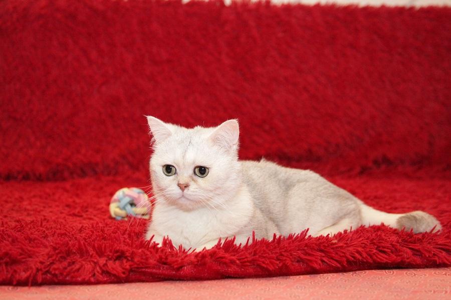 Британский кот Маффин ищет дом! купить на Зозу.ру - фотография № 6