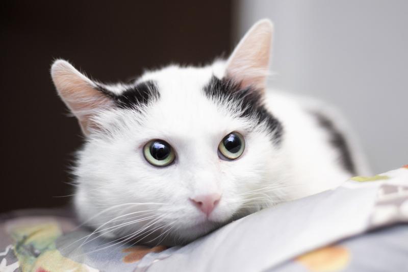Белый молодой нежный котик Рошфор в добрые руки купить на Зозу.ру - фотография № 3