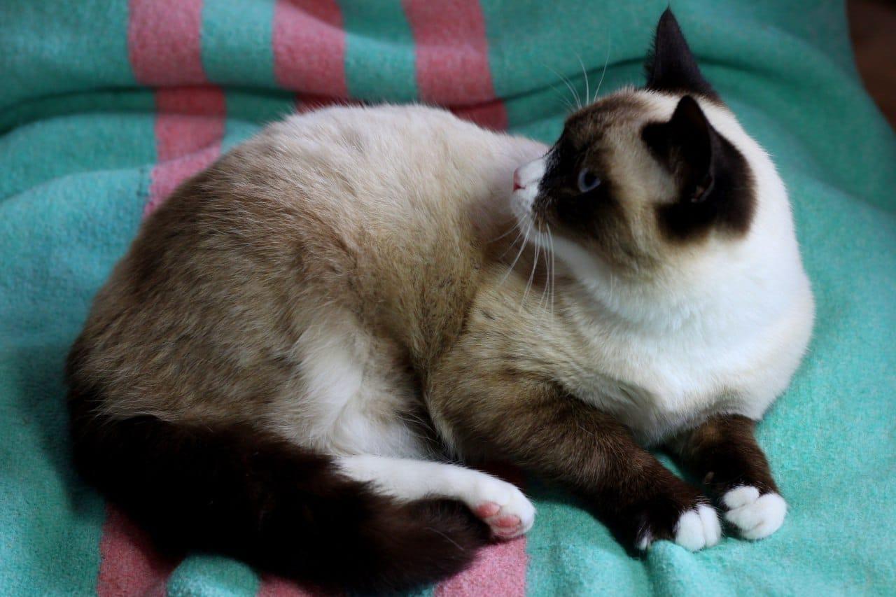 Роскошный тайский котенок Эдвард в добрые руки купить на Зозу.ру - фотография № 3
