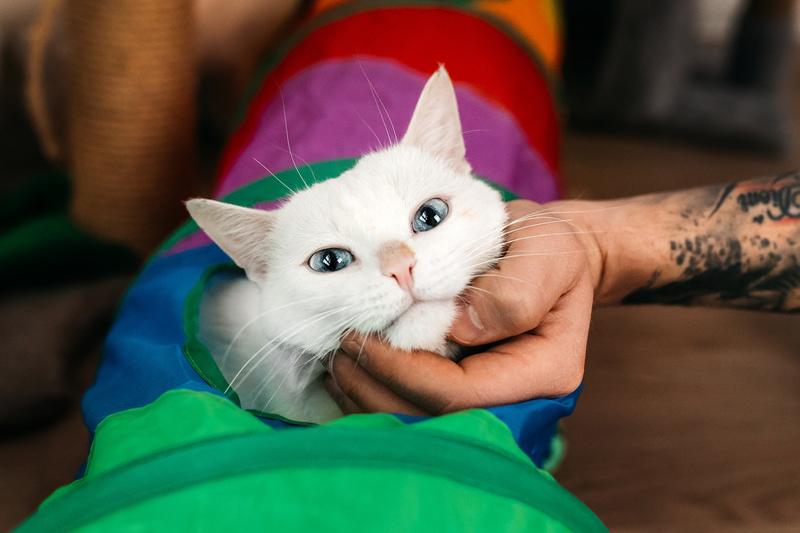 Белый синеглазый кот Топаз в добрые руки купить на Зозу.ру - фотография № 7