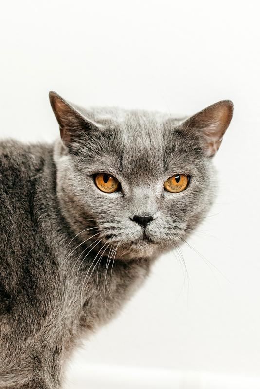 Британская ласковая кошка Тучка в добрые руки купить на Зозу.ру - фотография № 1