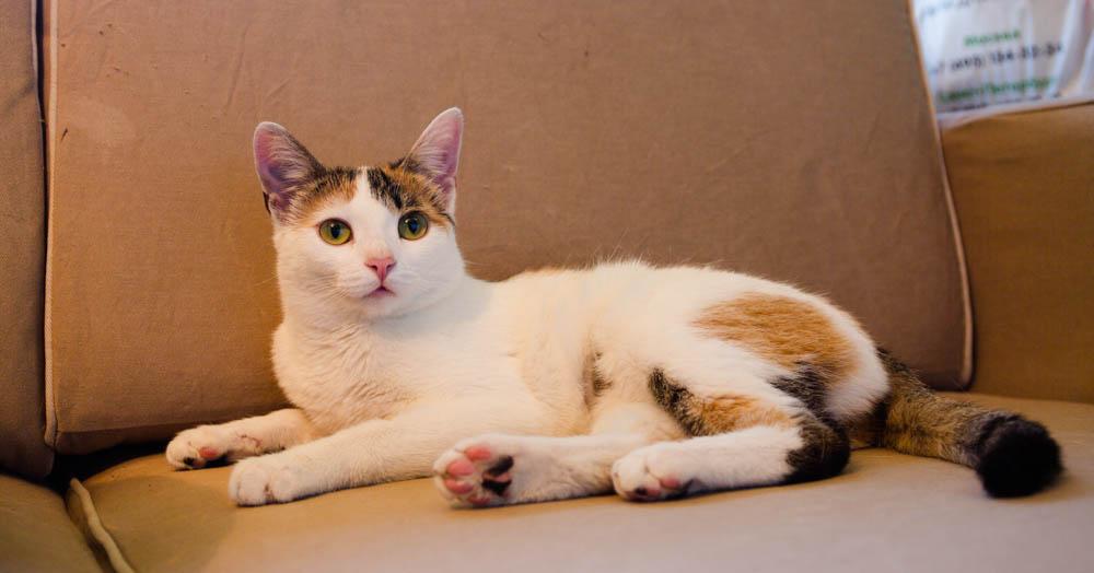 Трехцветная кото-мартышка Маришка в добрые руки