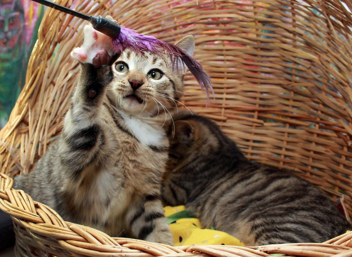 Тимур и Мурка, котята в добрые руки. купить на Зозу.ру - фотография № 7