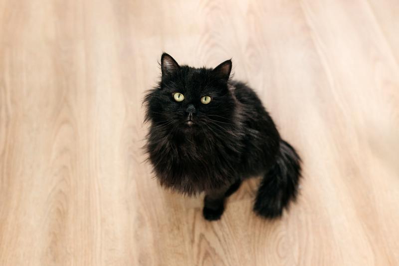 Черный пушистый кот Гриша в добрые руки купить на Зозу.ру - фотография № 4