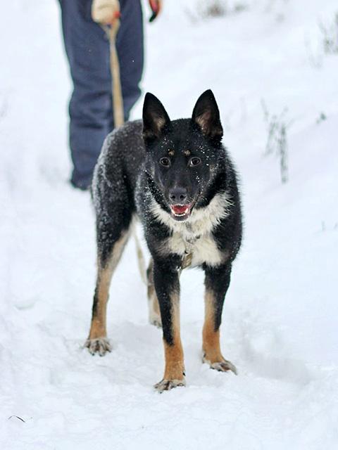 Самый лучший компаньон, молодая собака Бэлла в добрые руки купить на Зозу.ру - фотография № 2