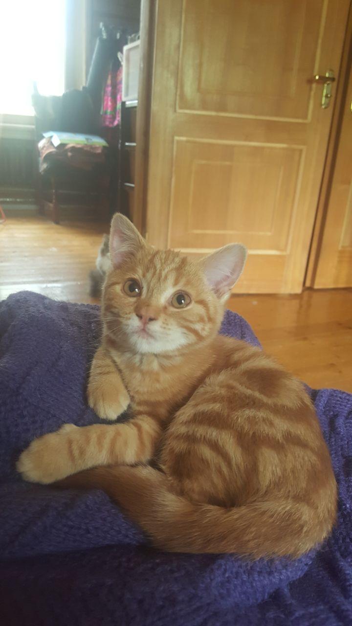 Мраморно-рыжая котёнка Брунхильда. 4 месяца, привита, стерилизована