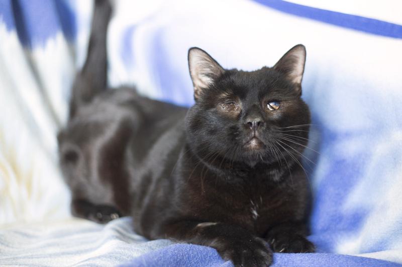 Особенный черный кот Гэндальф ищет дом купить на Зозу.ру - фотография № 2