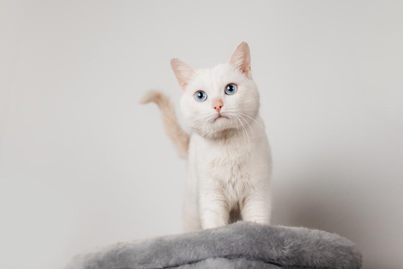Белый синеглазый кот Топаз в добрые руки купить на Зозу.ру - фотография № 8