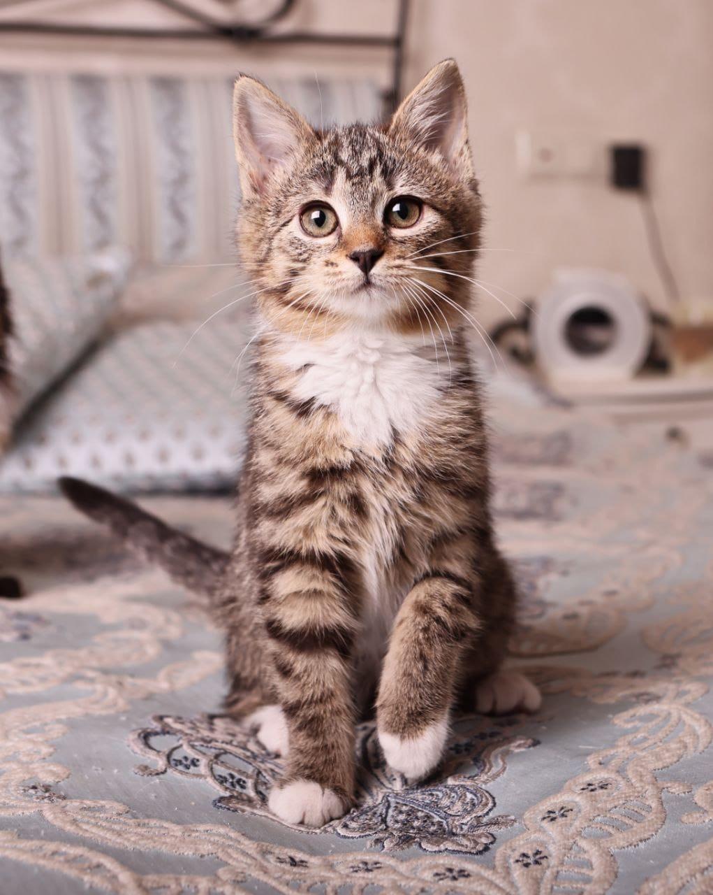 Полосатый котенок Малинка в добрые руки купить на Зозу.ру - фотография № 4