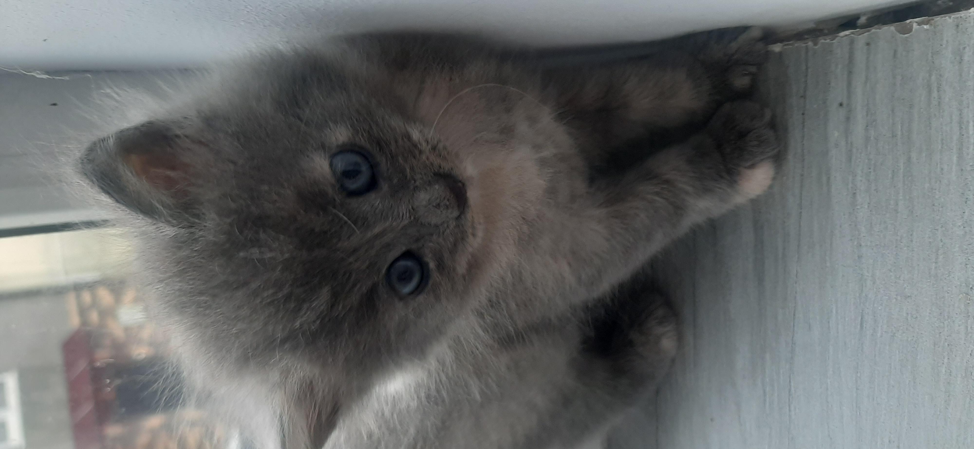 Котята 1.5 месяца купить на Зозу.ру - фотография № 6