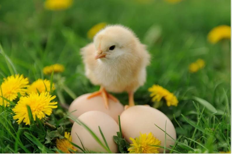 Породистые цыплята мясо - яйчного и яичного направления