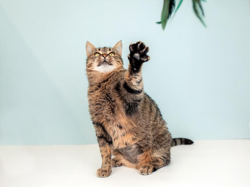 Крупная британская кошка Муза в добрые руки купить на Зозу.ру - фотография № 5
