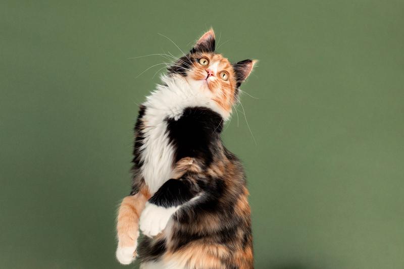 Пушистая яркая трехцветная красавица кошка Ириска в добрые руки купить на Зозу.ру - фотография № 2