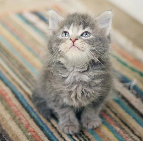Красивые серые котята купить на Зозу.ру - фотография № 2