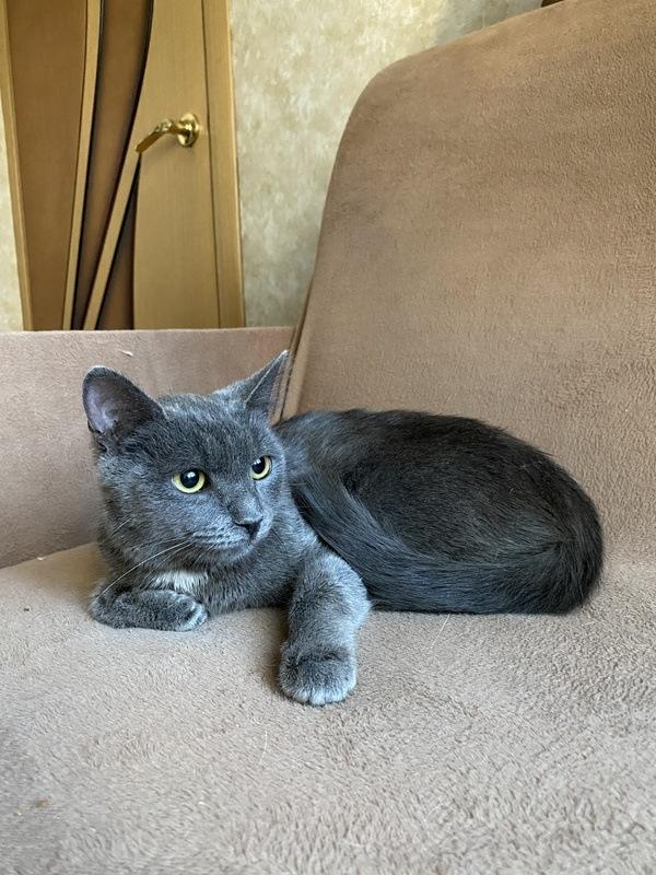 Ручная русская голубая кошка Лилу в добрые руки
