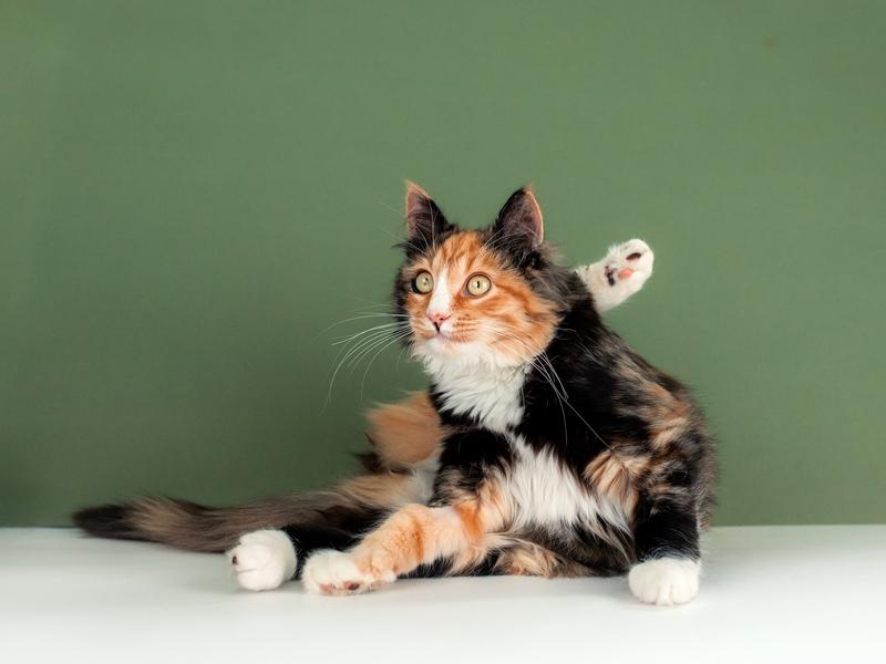 Пушистая яркая трехцветная красавица кошка Ириска в добрые руки купить на Зозу.ру - фотография № 5