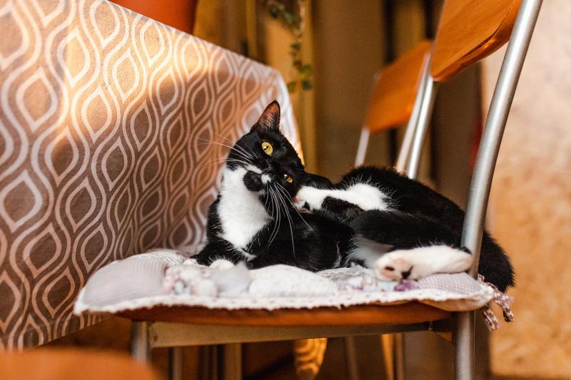 Золотоглазая красавица черно-белая кошка Стасия в добрые руки купить на Зозу.ру - фотография № 4