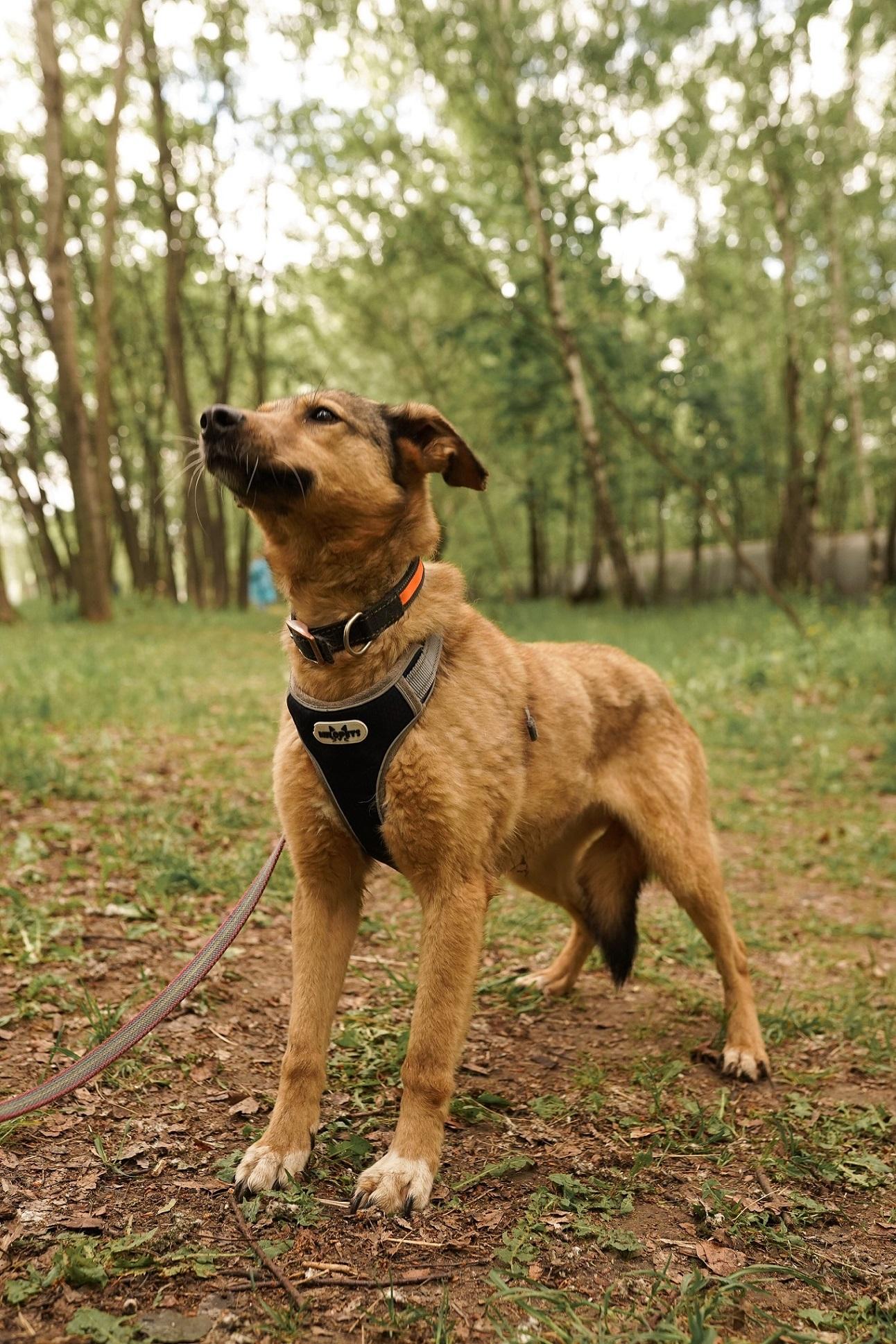 Зои – миниатюрная и кроткая собака, которая станет настоящим другом для терпеливого человека