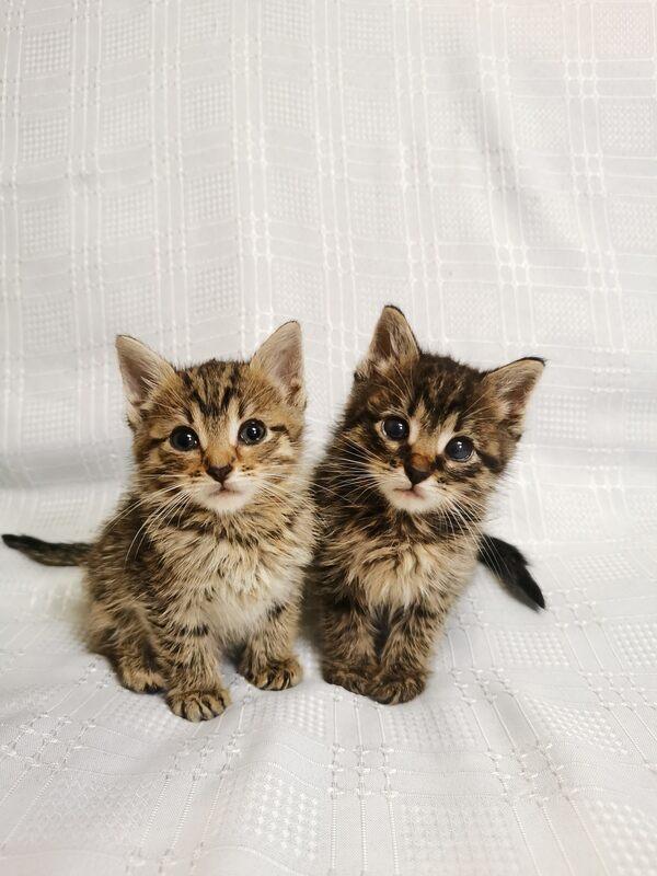 Два маленьких котенка в добрые руки