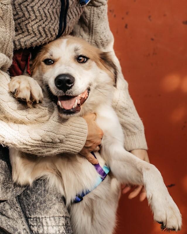 Пушистый белый красавец пёс Альф в дар купить на Зозу.ру - фотография № 6