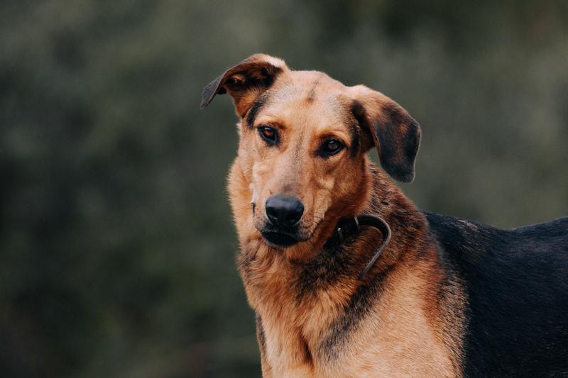 Приютский пёс Брэд — идеальный мальчик в дар купить на Зозу.ру - фотография № 6