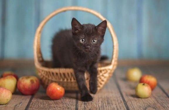 Черный маленький котенок Дваня в добрые руки
