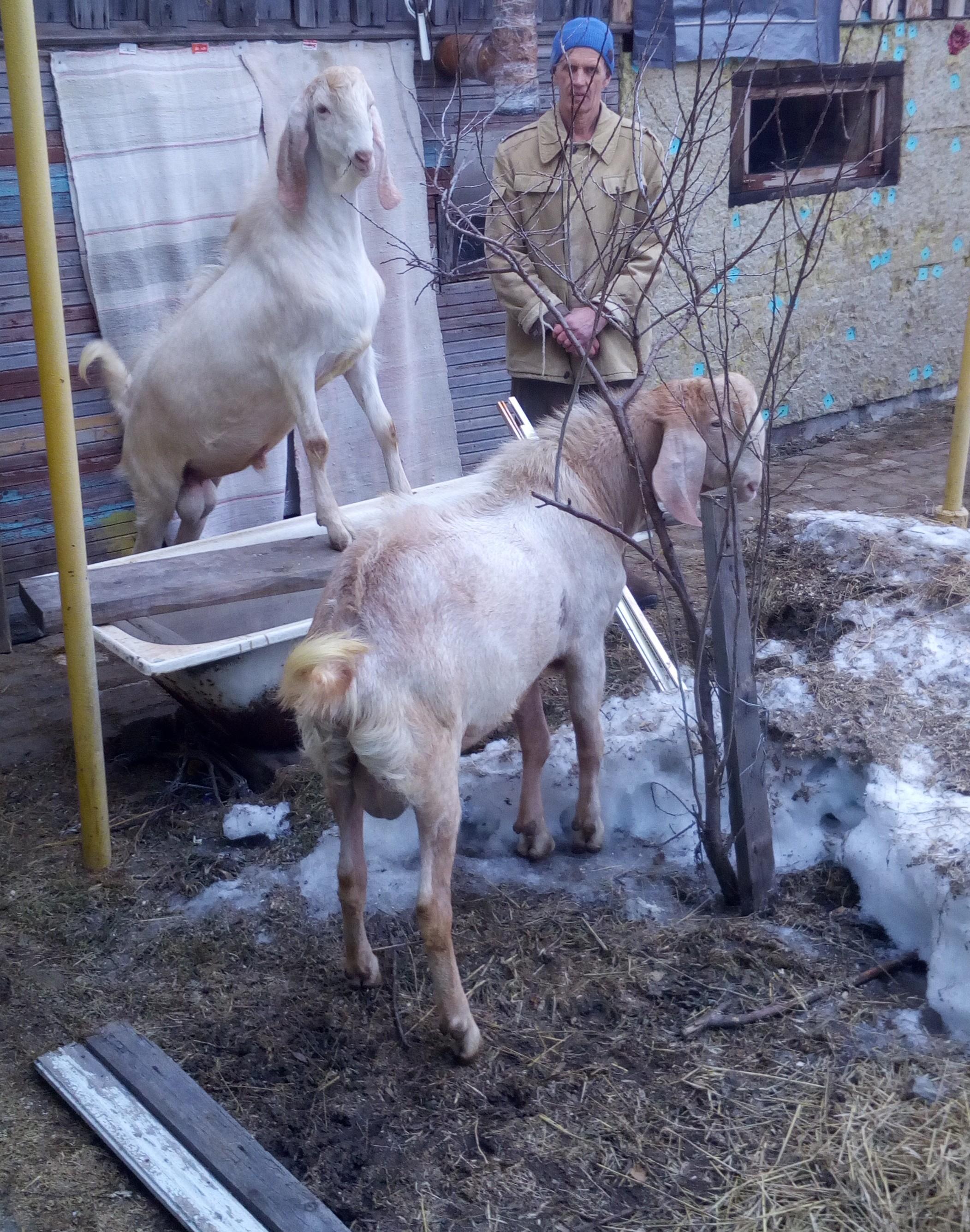 Козлики Камори-зааненские на племя купить на Зозу.ру - фотография № 4