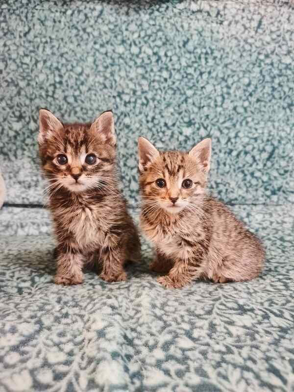 Два маленьких котенка в добрые руки купить на Зозу.ру - фотография № 3