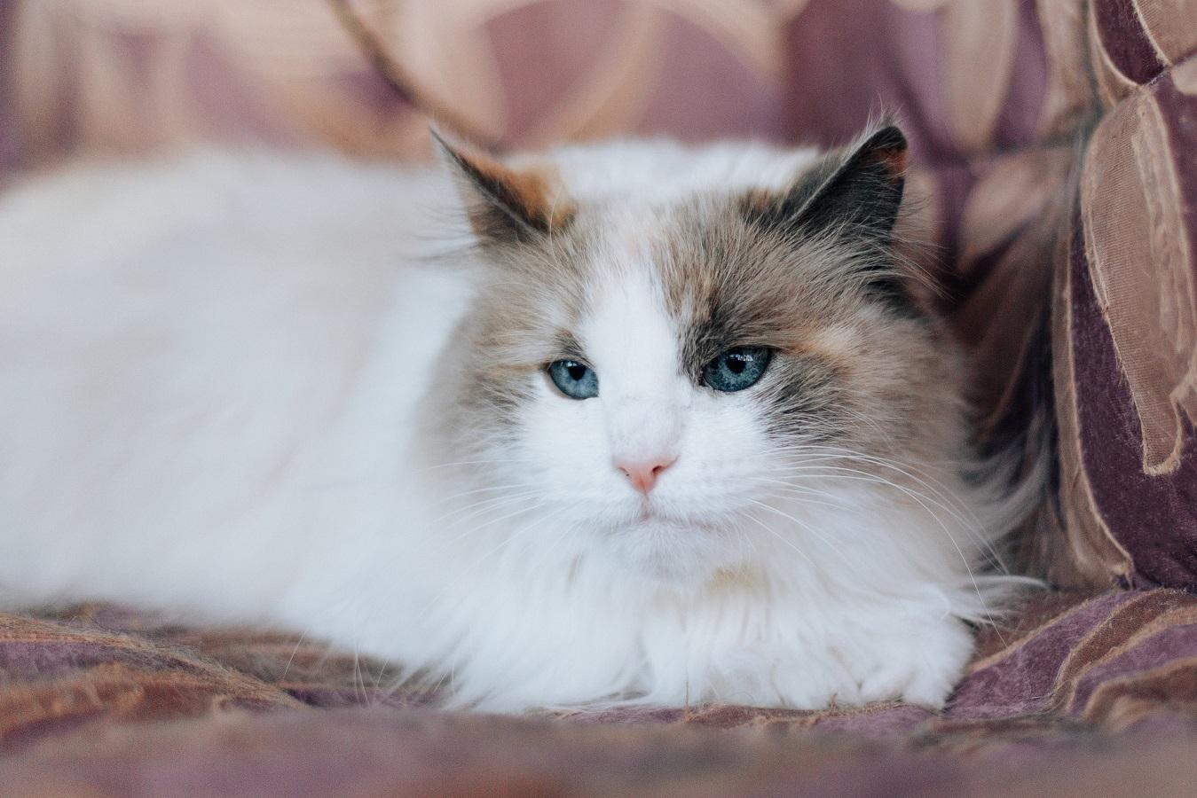 Голубоглазая красавица кошка Каша ищет дом! купить на Зозу.ру - фотография № 2
