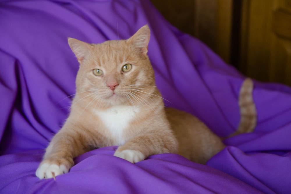 Крупный рыжий кот Сэр Персиваль в добрые руки