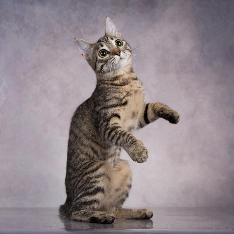 Бенгальский котенок Тиграшка в добрые руки купить на Зозу.ру - фотография № 5