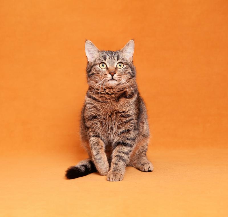 Та самая кошка, которую Вы ищете! С кисточками на ушках купить на Зозу.ру - фотография № 4