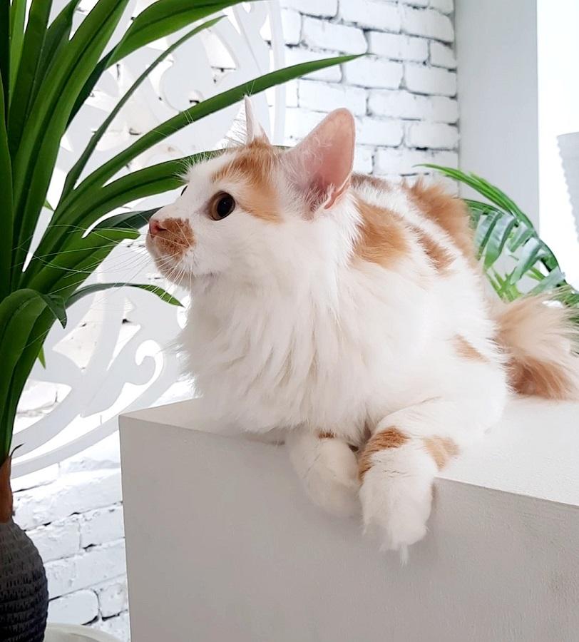 Ласковый котик Соньяр ищет уютный дом! купить на Зозу.ру - фотография № 5