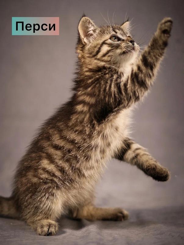 Маленькие котята — метисы британской породы в добрые руки купить на Зозу.ру - фотография № 4