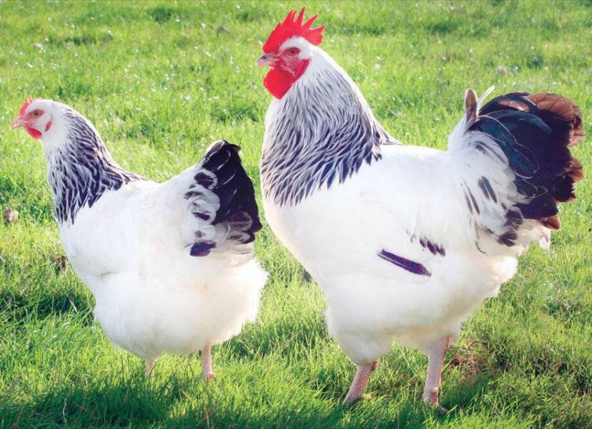 Инкубационное яйцо и цыплята куг,гусей,уток,цессарок купить на Зозу.ру - фотография № 2
