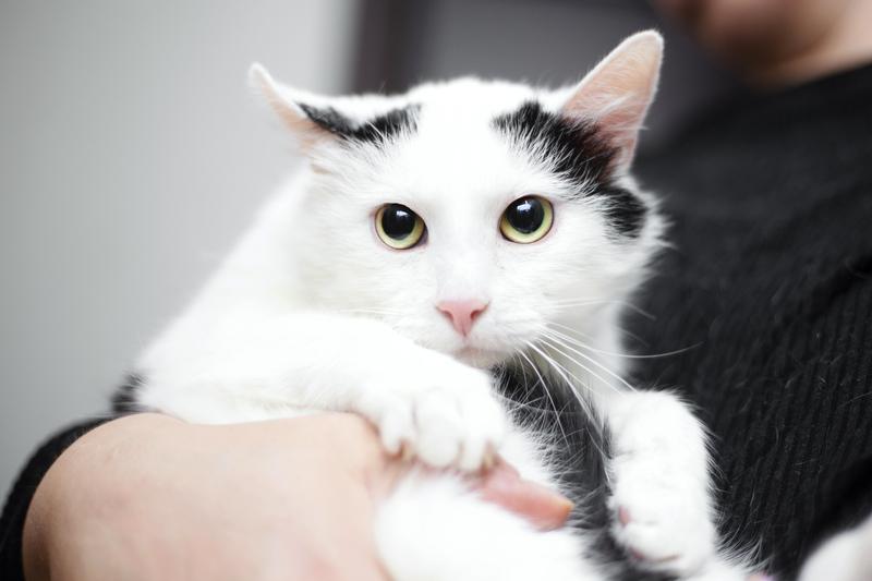 Белый молодой нежный котик Рошфор в добрые руки купить на Зозу.ру - фотография № 5
