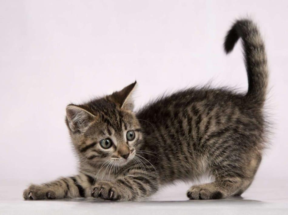 Серый полосатый котенок Пончик в добрые руки купить на Зозу.ру - фотография № 3