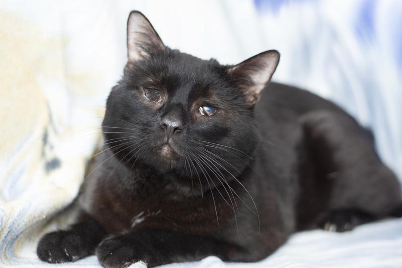 Особенный черный кот Гэндальф ищет дом купить на Зозу.ру - фотография № 3