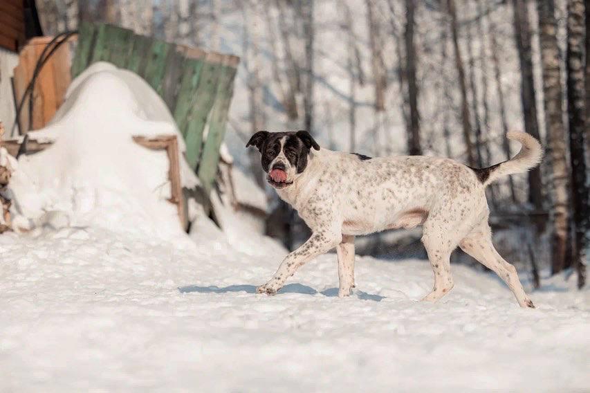 Красивый пёс необычного окраса ищет дом купить на Зозу.ру - фотография № 3