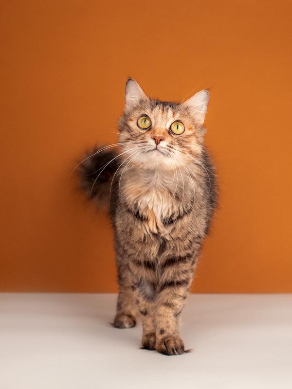 Метис сибирской и британской породы пушистая кошка Милашка в дар