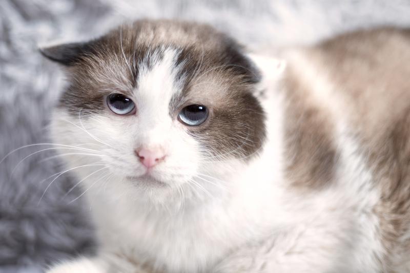 Голубоглазый кот Малахит с трудной судьбой в добрые руки купить на Зозу.ру - фотография № 3