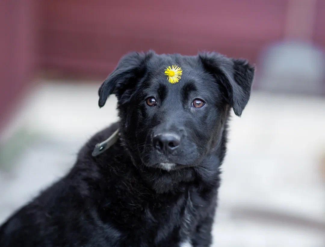Черный щенок метис лабрадора Глория в добрые руки купить на Зозу.ру - фотография № 1