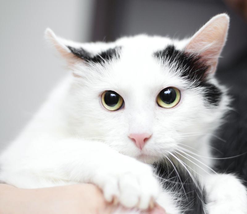 Белый молодой нежный котик Рошфор в добрые руки